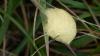 Microgastrinae inconnu